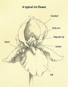 Greater St. Louis Iris Society iris diagram 